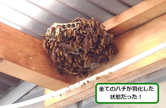 アシナガバチの巣駆除雨避け屋根