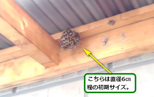 アシナガバチの巣駆除雨避け屋根
