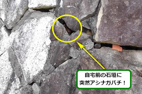 アシナガバチ駆除群がり