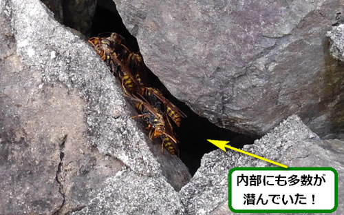 アシナガバチ駆除群がり