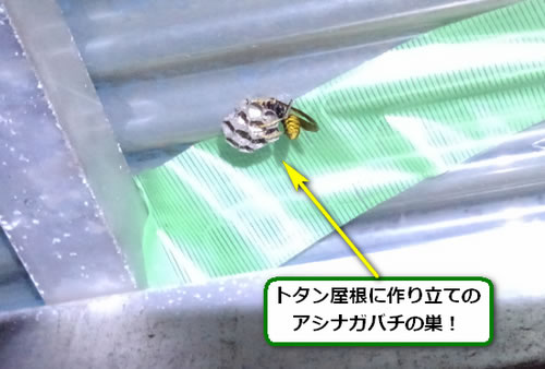 アシナガバチの巣駆除トタン屋根