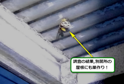 アシナガバチの巣駆除ベランダ