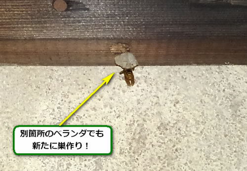 アシナガバチの巣駆除女王蜂
