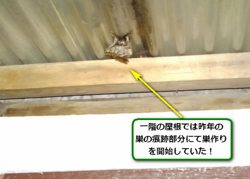 アシナガバチの巣駆除ガレージ屋根