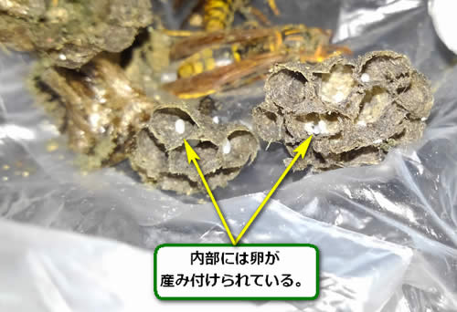 アシナガバチの巣内部卵