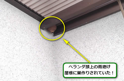 スズメバチ駆除トタン屋根