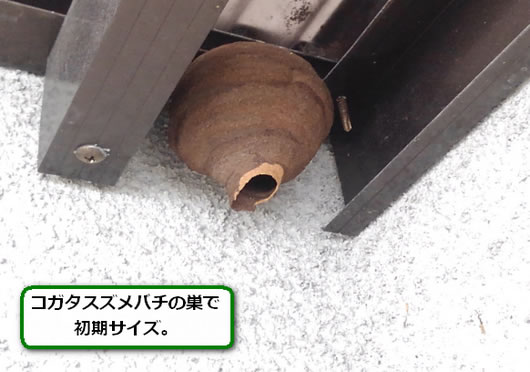 スズメバチの巣駆除トタン屋根