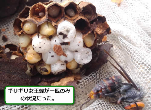 コガタスズメバチの巣内部