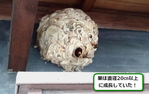 スズメバチの巣駆除軒下