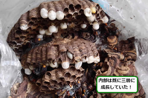 スズメバチの巣内部