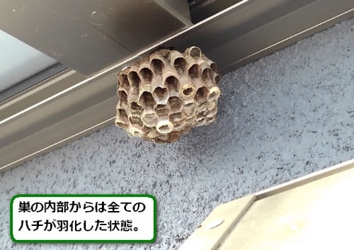 アシナガバチの巣駆除雨避け屋根