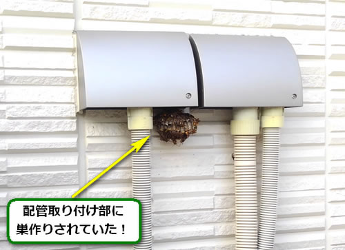 アシナガバチ駆除外壁