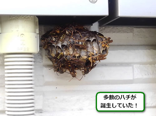アシナガバチの巣駆除外壁