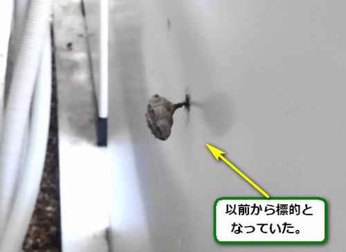 アシナガバチの巣過去巣