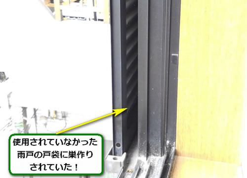 アシナガバチ調査雨戸戸袋