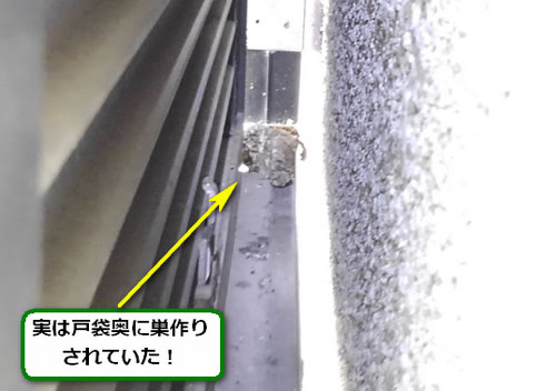 アシナガバチの巣駆除雨戸戸袋