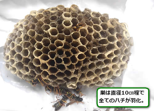 アシナガバチの巣全て羽化