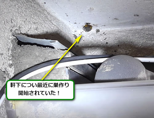 アシナガバチ駆除ベランダ死角