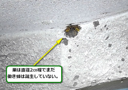 アシナガバチの巣駆除初期