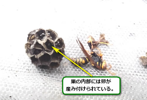 アシナガバチの巣内部