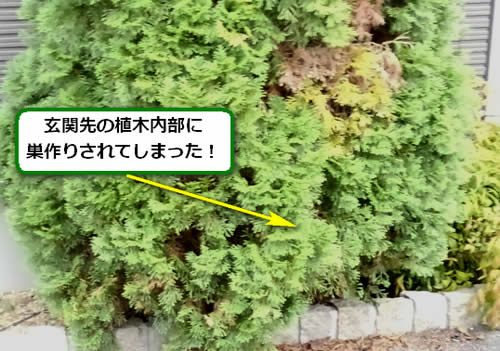 アシナガバチ駆除植木内部