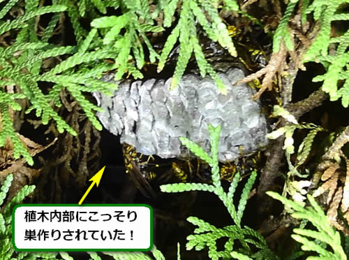 アシナガバチの巣駆除植木枝
