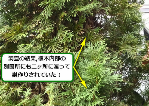 アシナガバチ駆除植木内部
