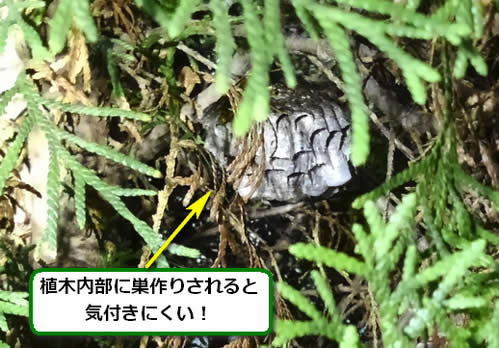 アシナガバチの巣駆除植木枝