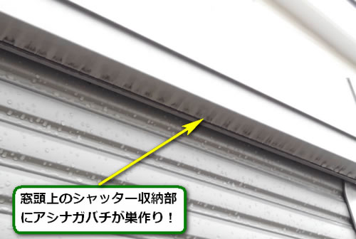 アシナガバチ駆除雨戸戸袋