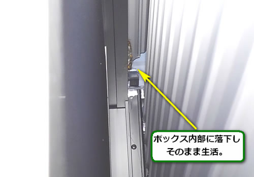 アシナガバチの巣駆除雨戸戸袋