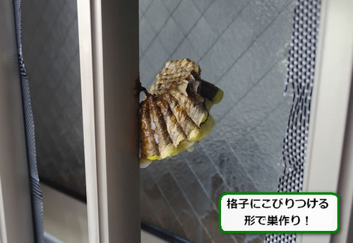 アシナガバチの巣駆除格子