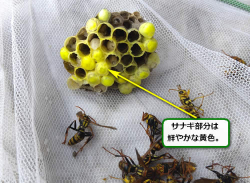 キボシアシナガバチの巣