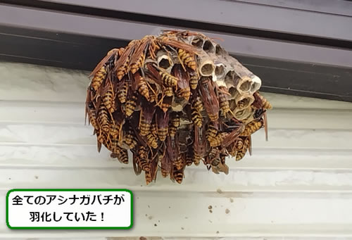 アシナガバチの巣駆除雨避け屋根