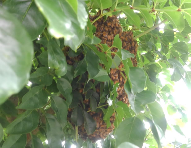 群がりの大きさ例