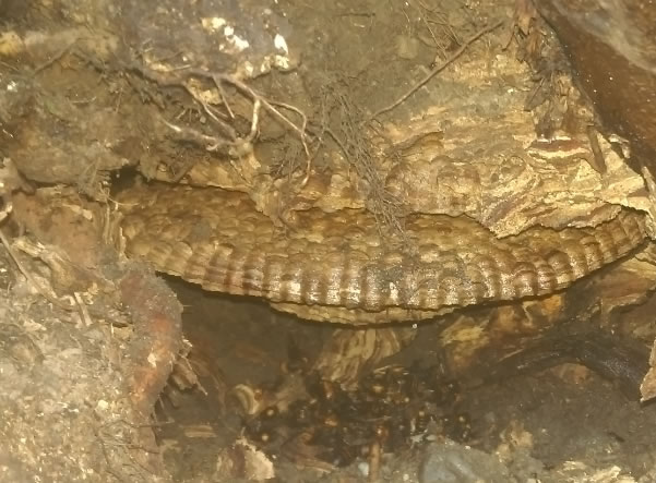 オオスズメ巣の大きさ例